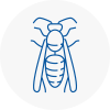 Horndean Wasp Nest Removal